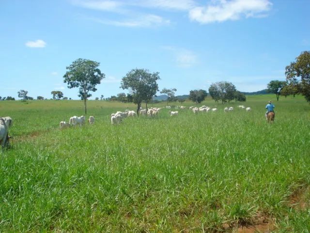 Fazenda de  440   alqueires   em Natividade-TO. - Foto 3