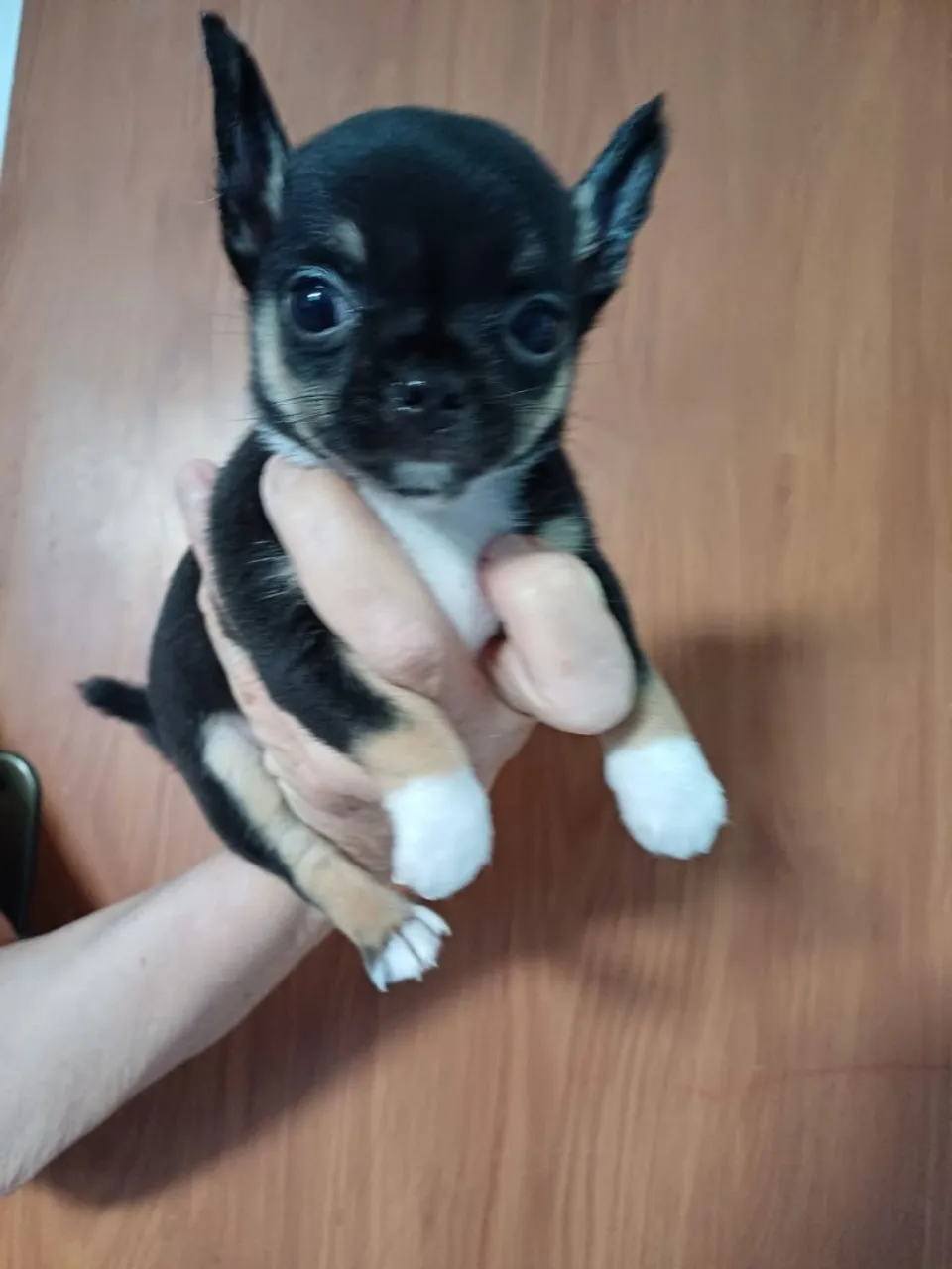 Menina Chihuahua