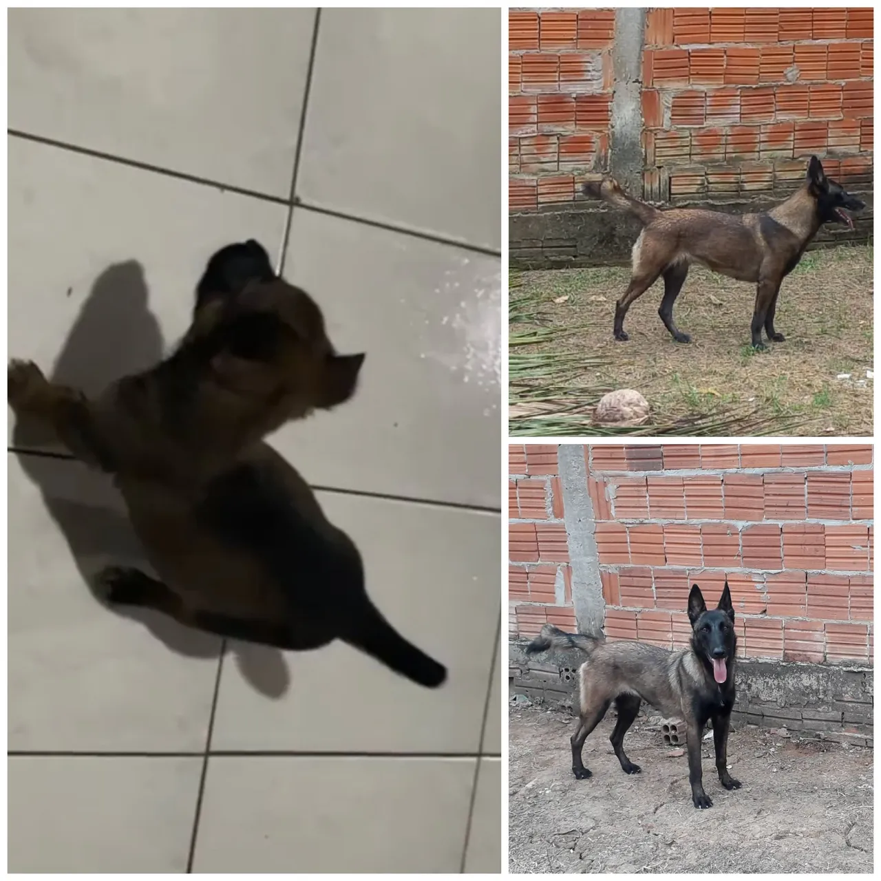 Belgian Malinois