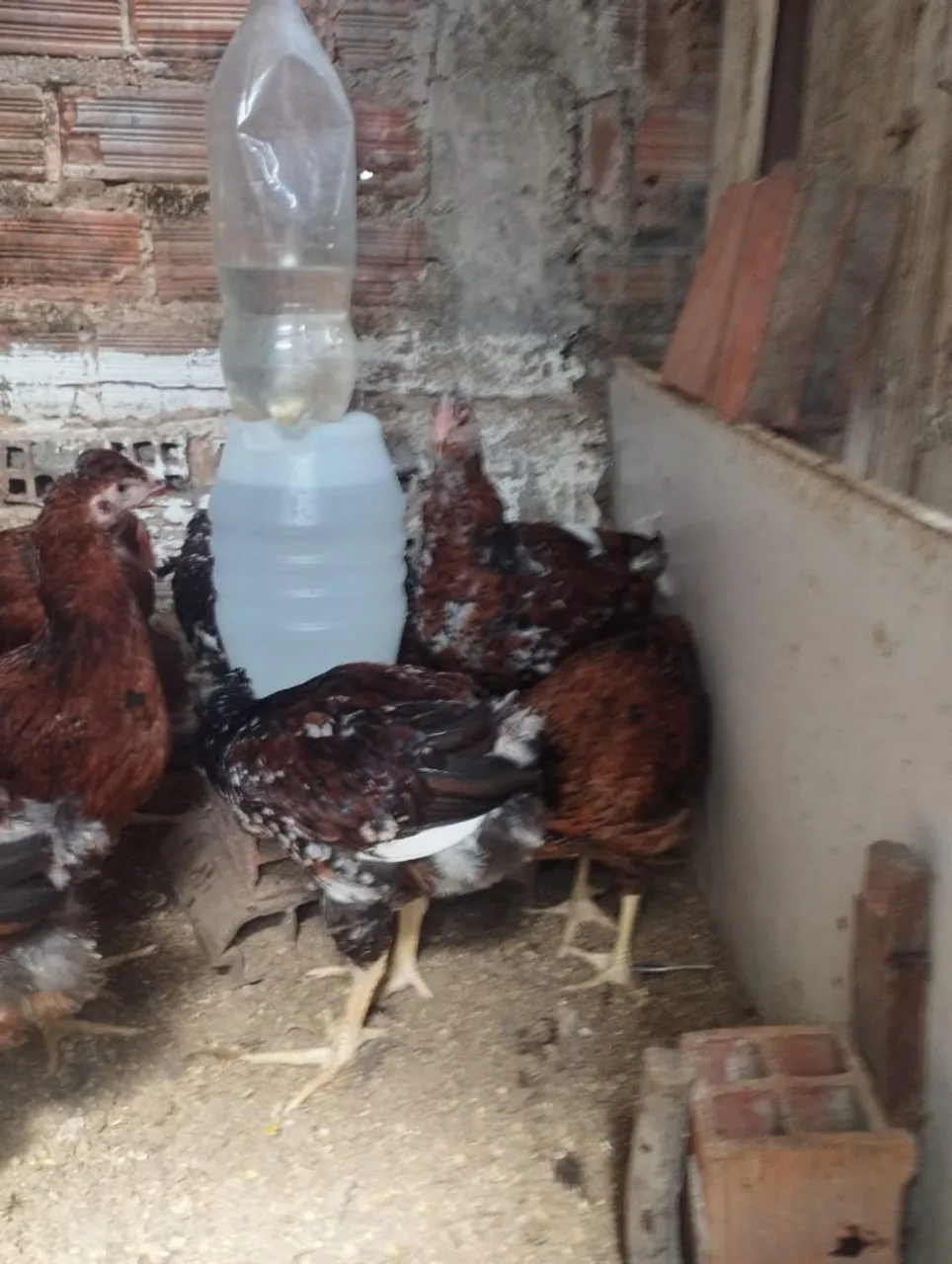 Frango GSB - galinha sertaneja balão 