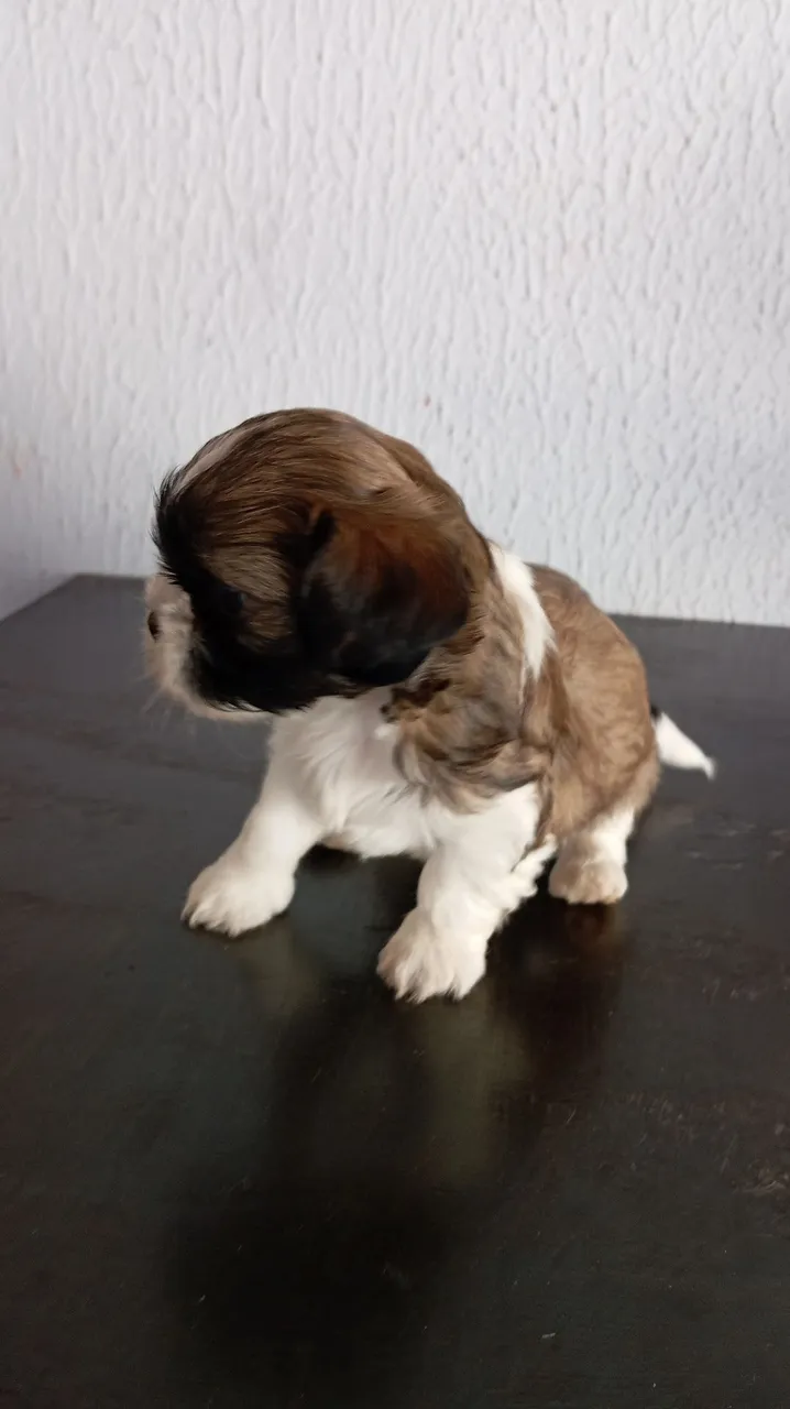 Venda fêmea shih Tzu