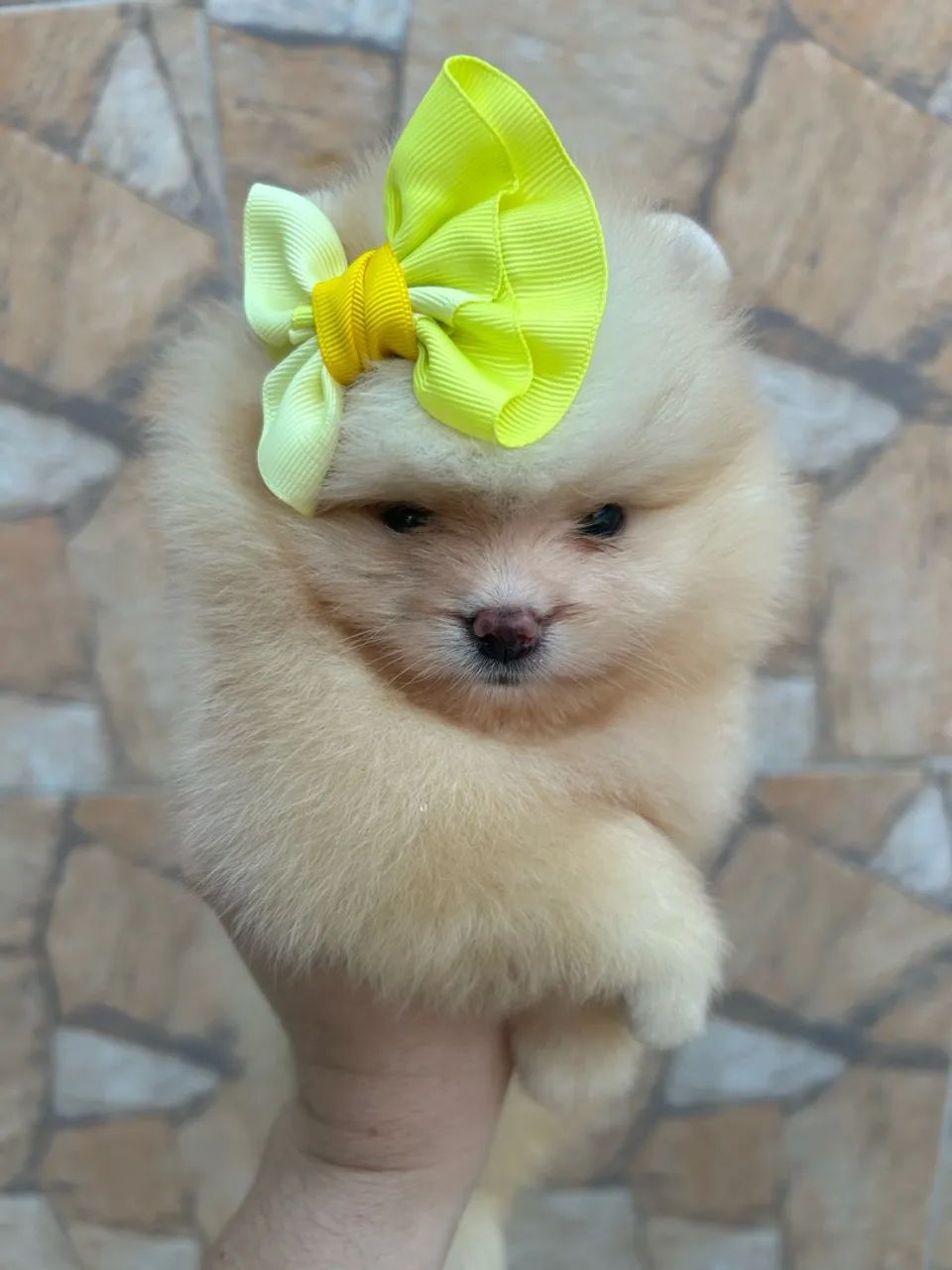 Lulu da Pomerania fêmea creme - Foto 5