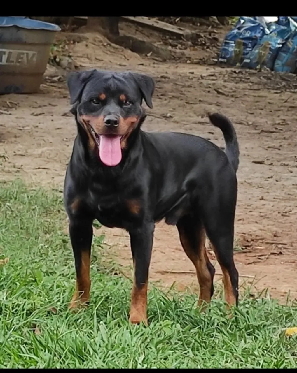 Vendo Rotweiler
