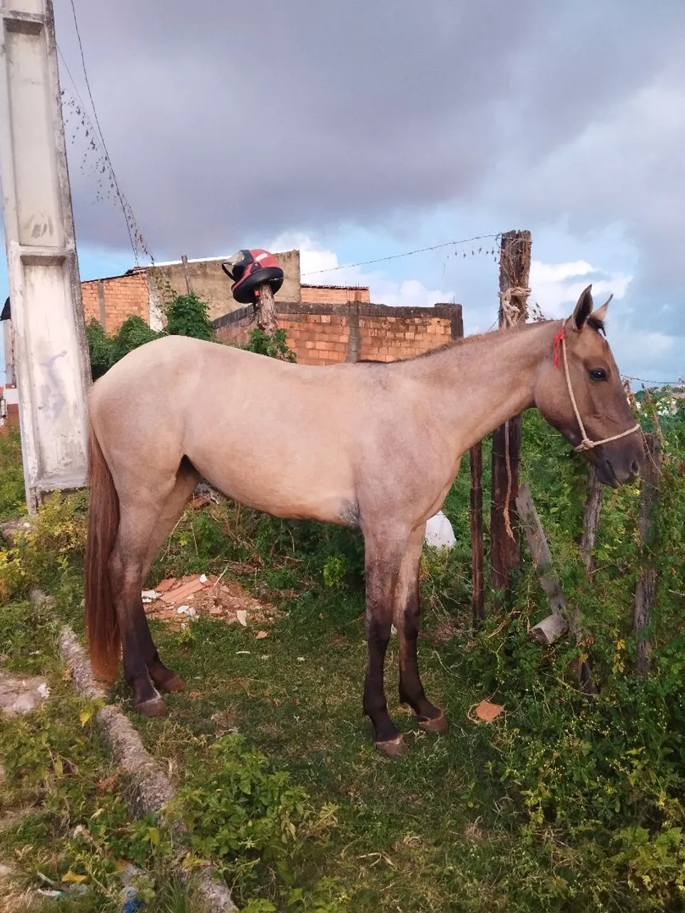 Porda para venda
