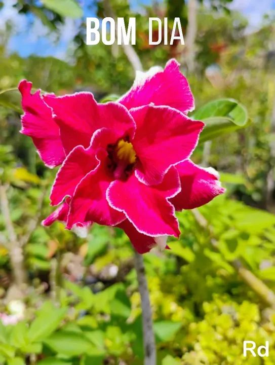 Muda de Rosas do deserto R$:5,00un
