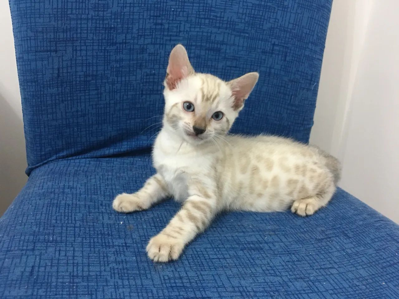 Gato Bengal de Pelagem Branca - Snow Bengal - Foto 2