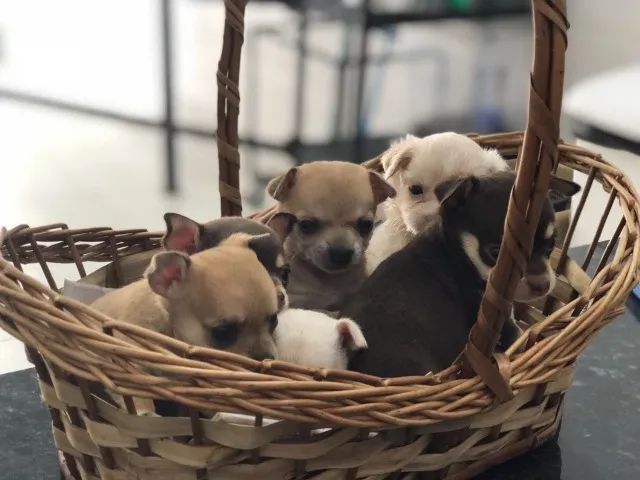 Chihuahua, filhotes com parcelamento em até 12x sem juros!