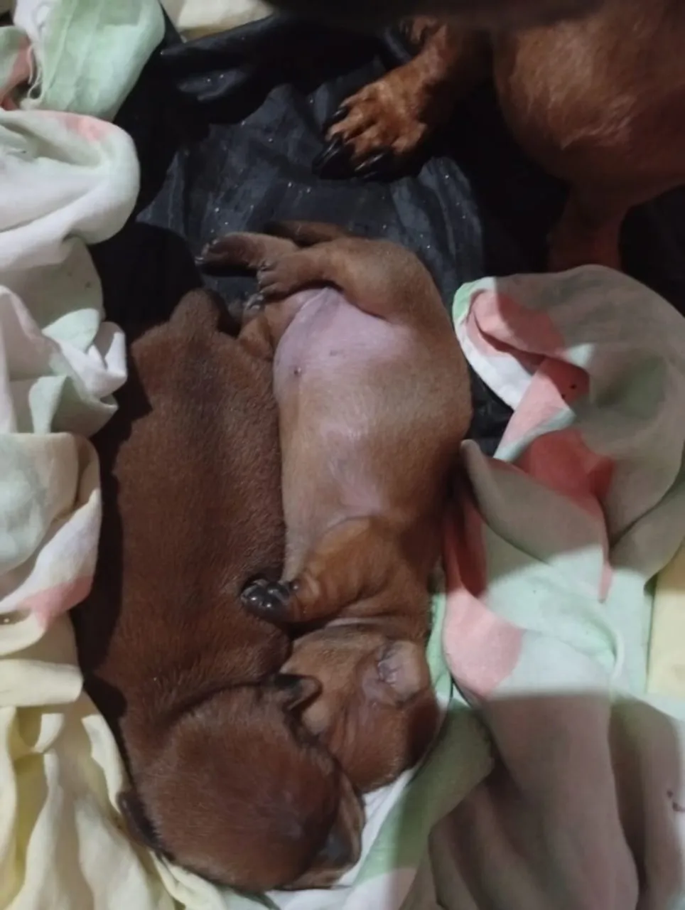 Filhotes de Teckel/Dachshund (Salsicha)