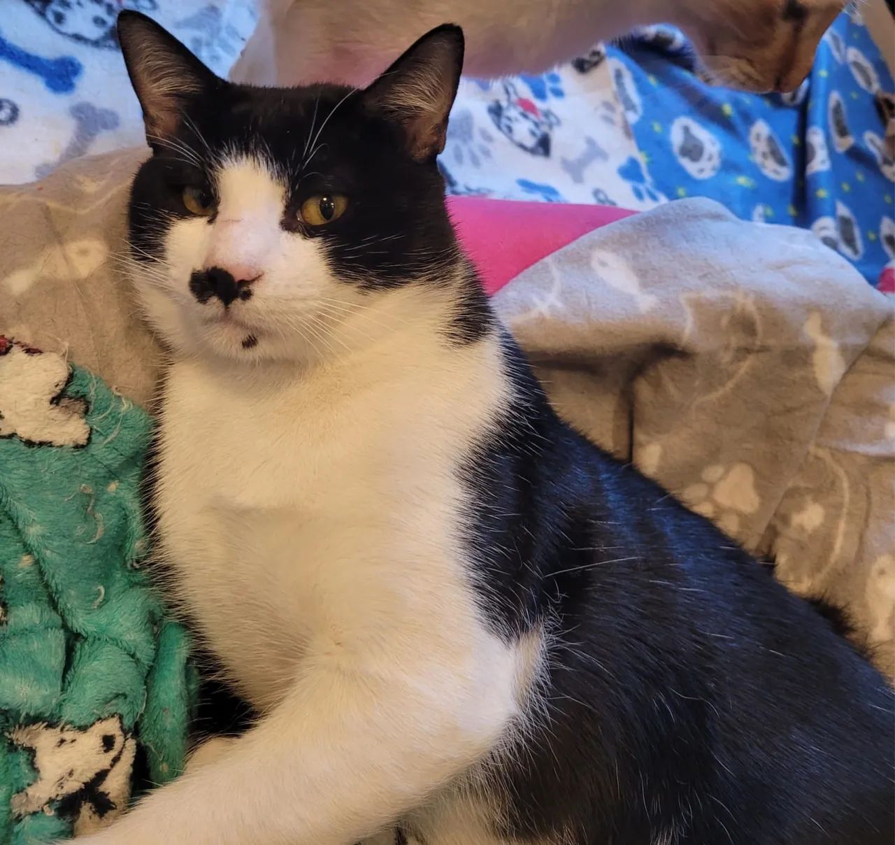 Gatos para adoção - São Paulo Zona Norte - Castrados e Vacinados - Foto 5