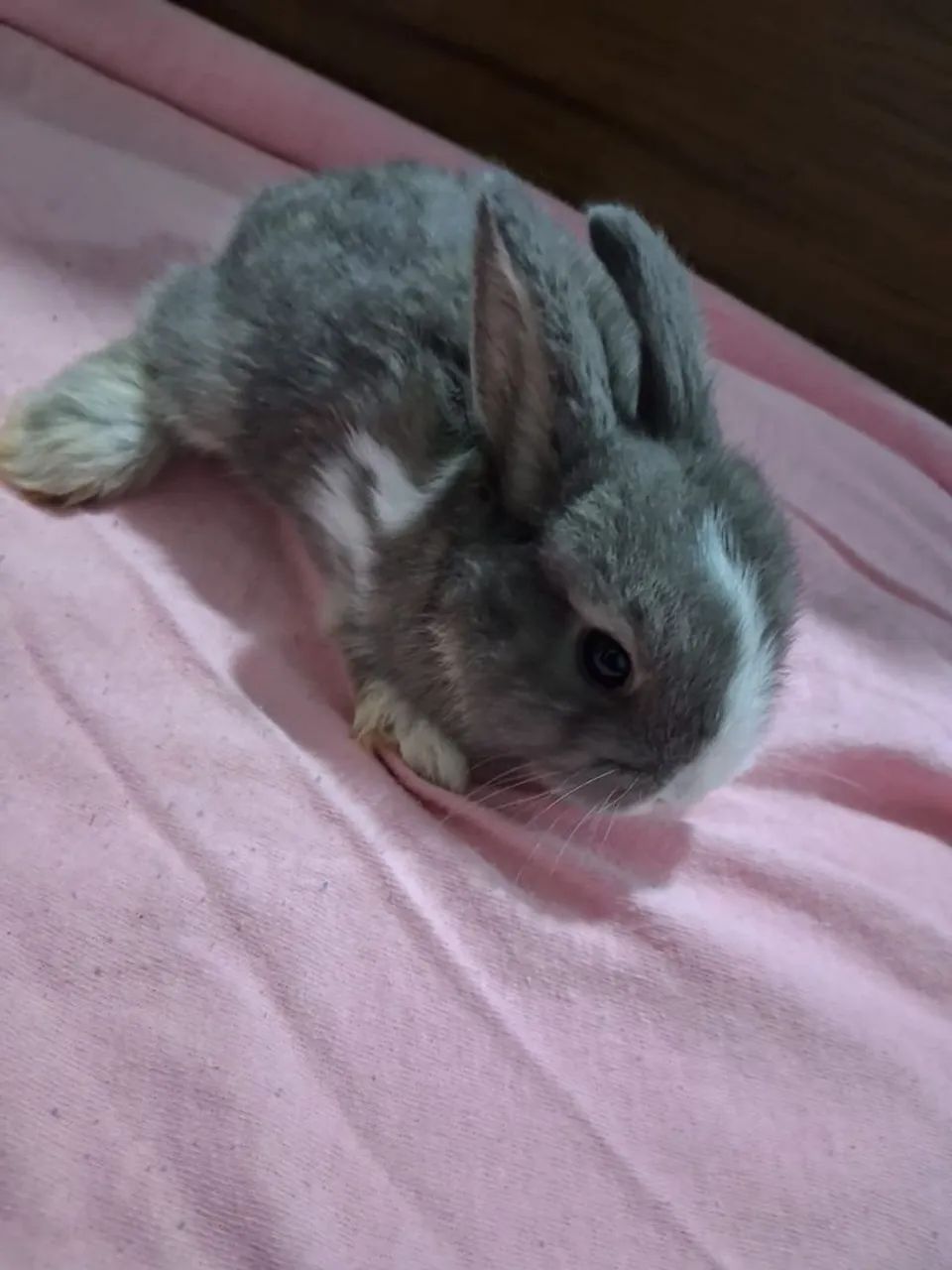 Mini Lopp Rabbit Kits64706225167234121