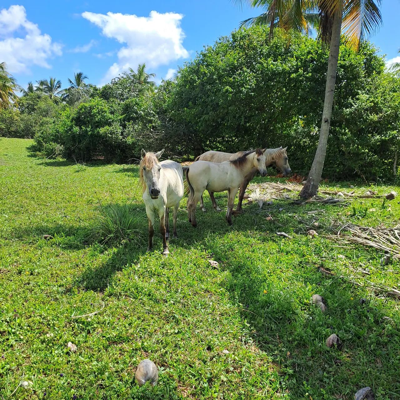 Vendo ou troco  - Foto 4