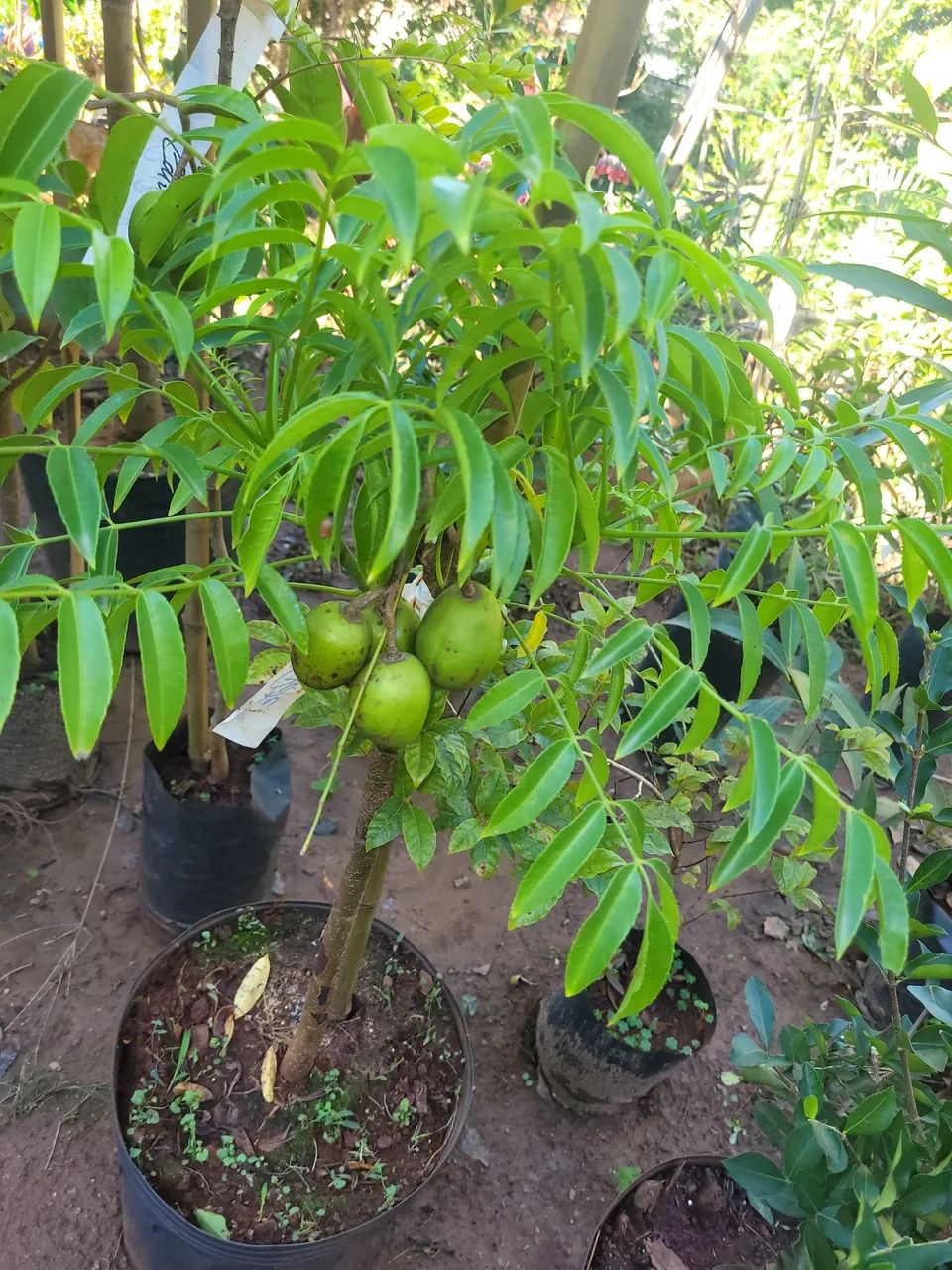 Muda de planta frutífera