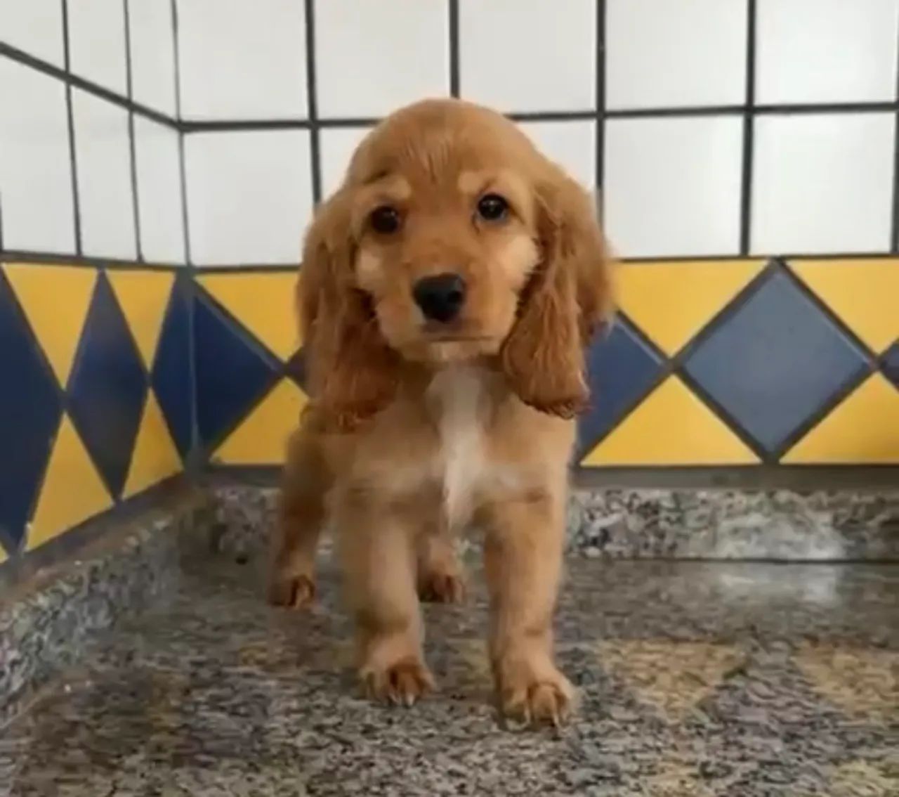 Cocker spaniel linhagem de pista 