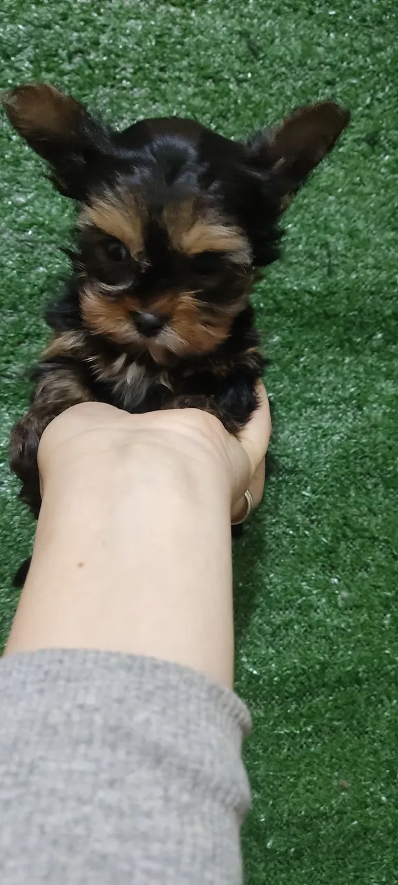 Yorkshire terrier minizinho