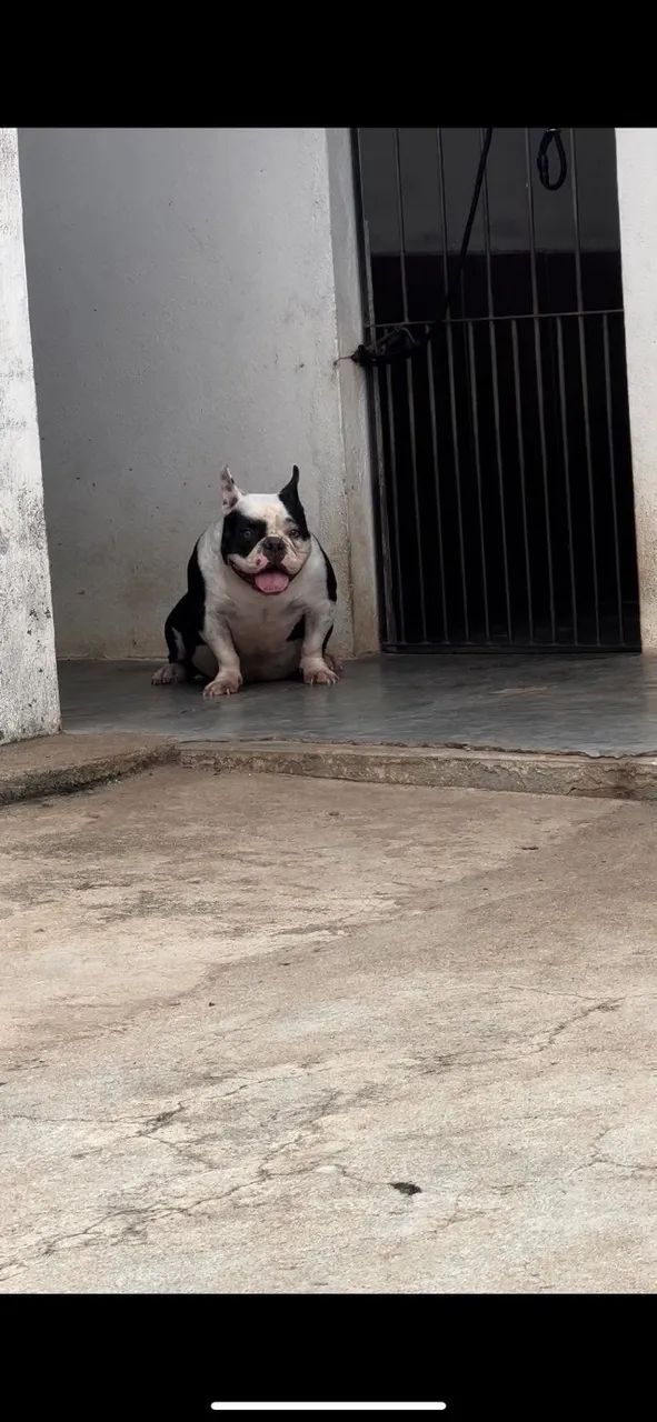 American bully - Foto 3