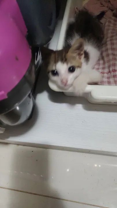 Gatinho Siamês disponível para adoção - Foto 6