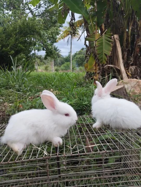 Lindos coelhos brancos para desmame 06/02 """Reservas""" - Foto 5