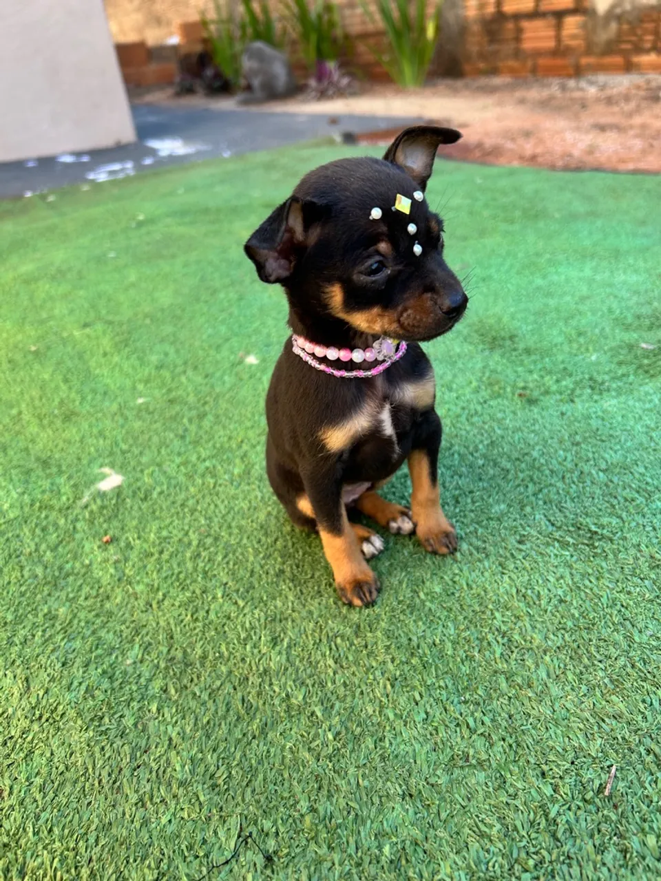 Filhote Pinscher - Linda e Charmosa!