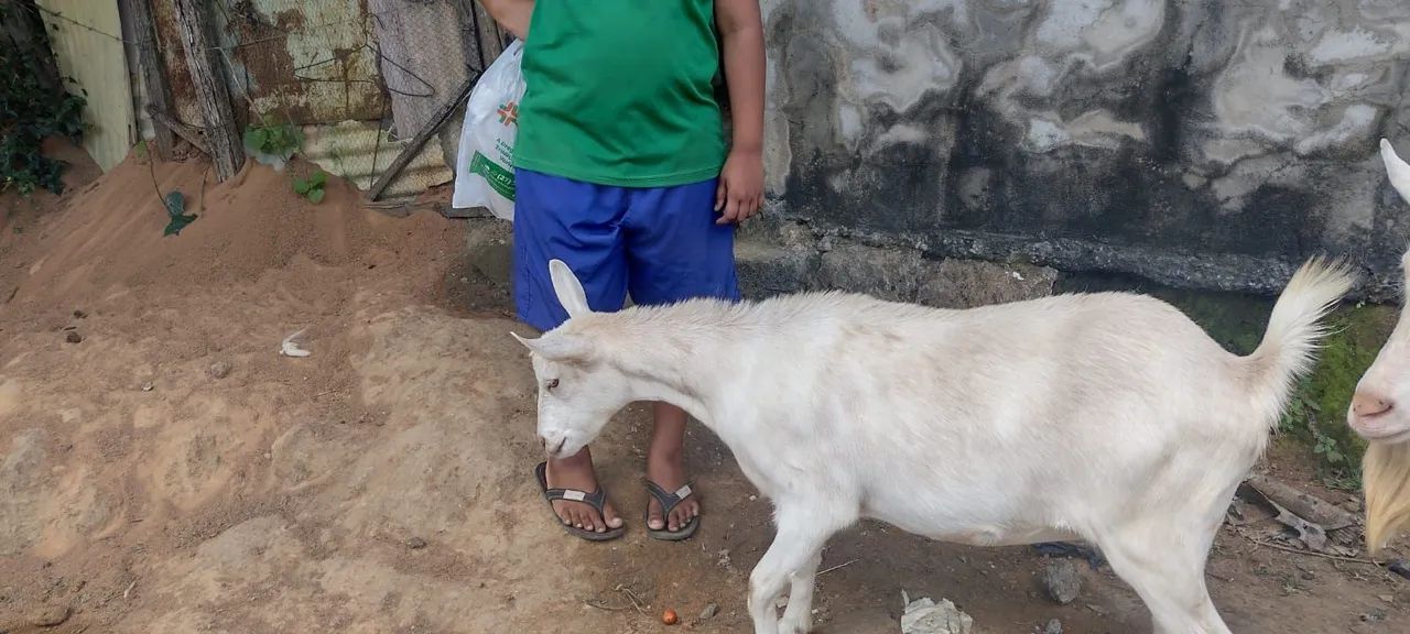Cabra leiteira raça Saanen prenha  - Foto 4