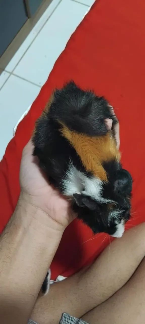 Porquinhos da Índia 63824582042243124