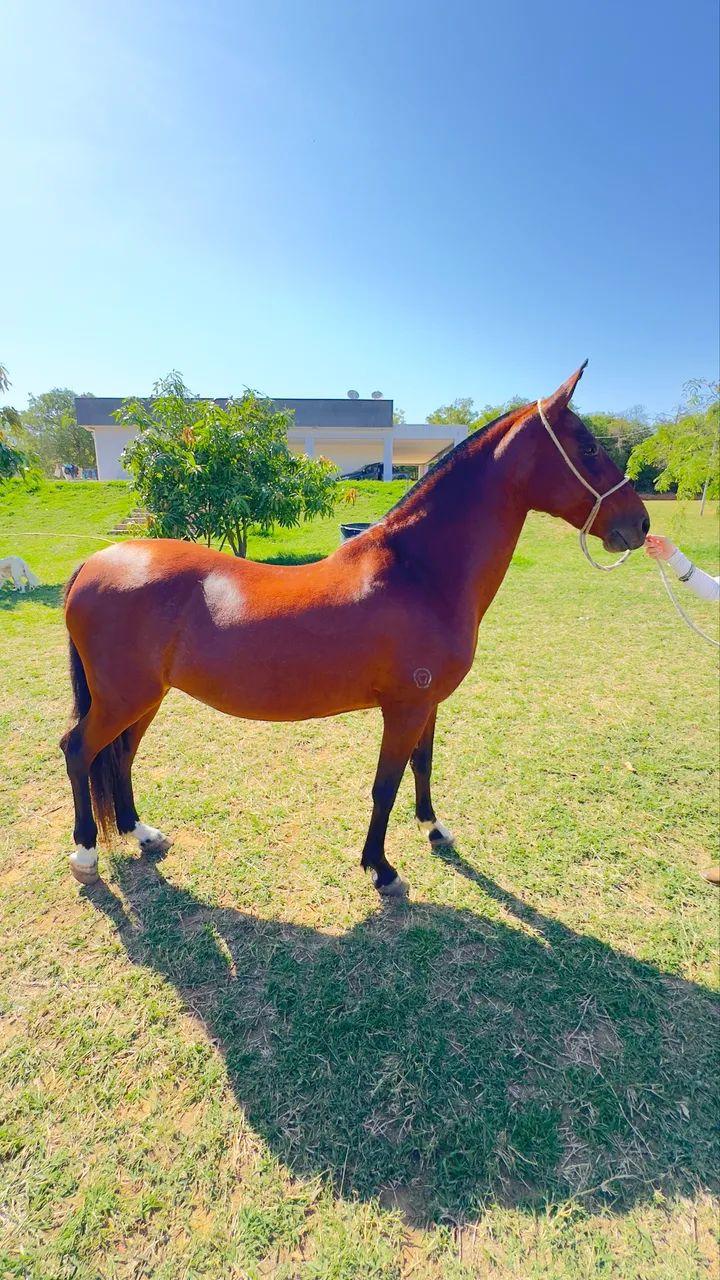 Égua Mangalarga Marchador Registrada - Foto 3