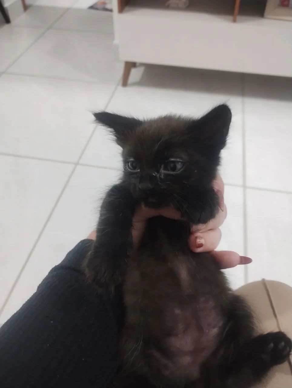 Gato Macho64584445785986120