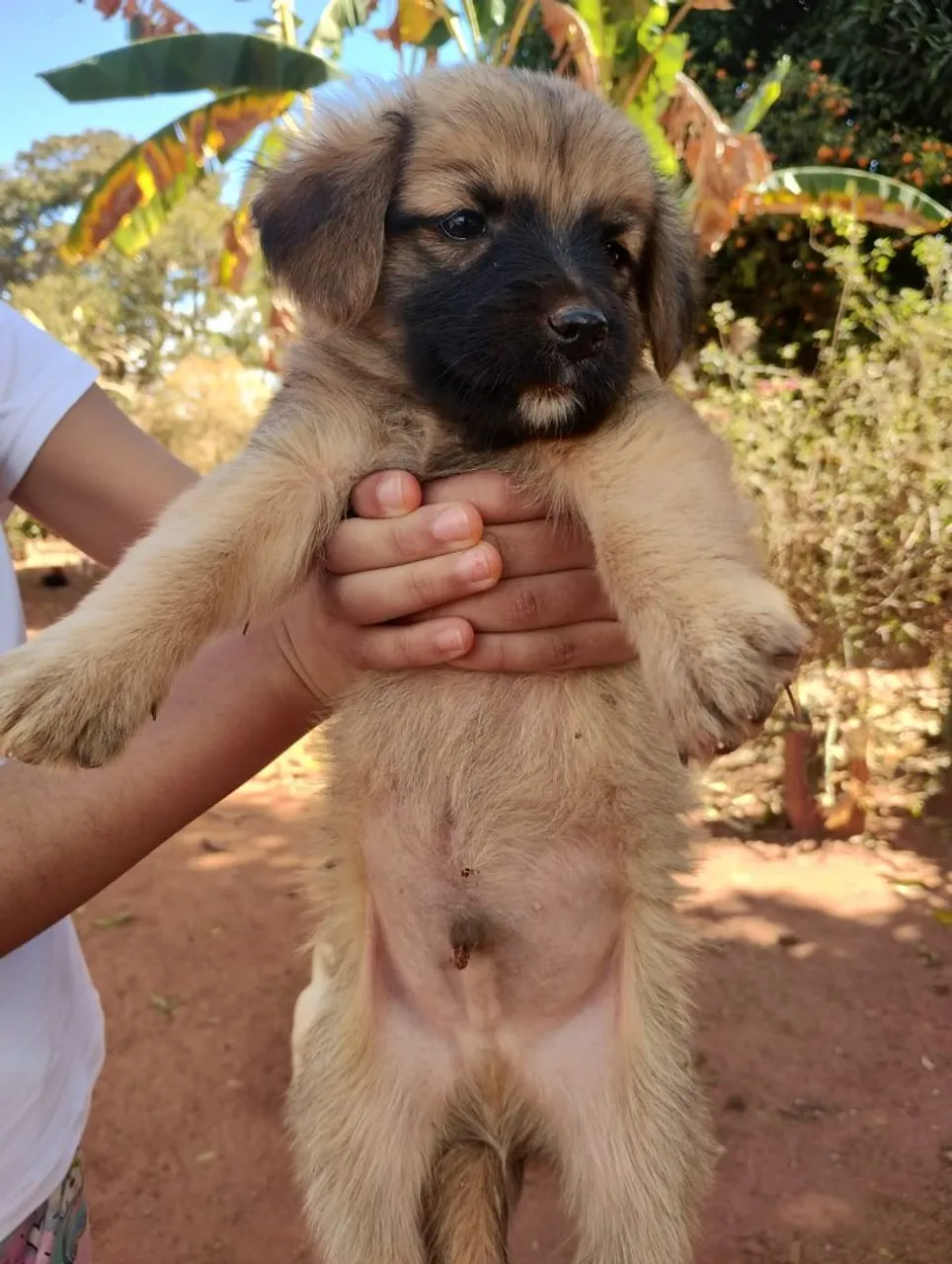Filhote Fofo para Adoção