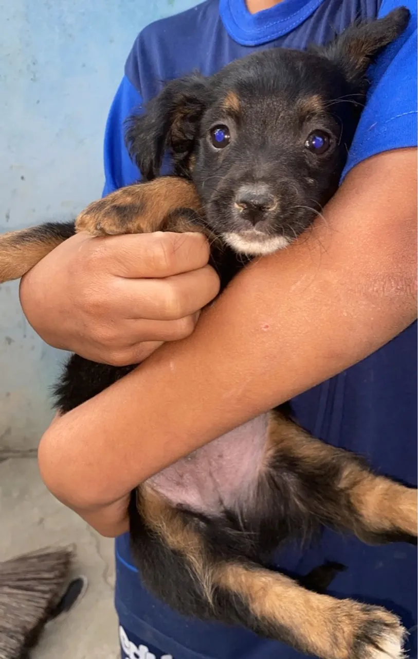 Filhotes de cachorro para adoção responsável