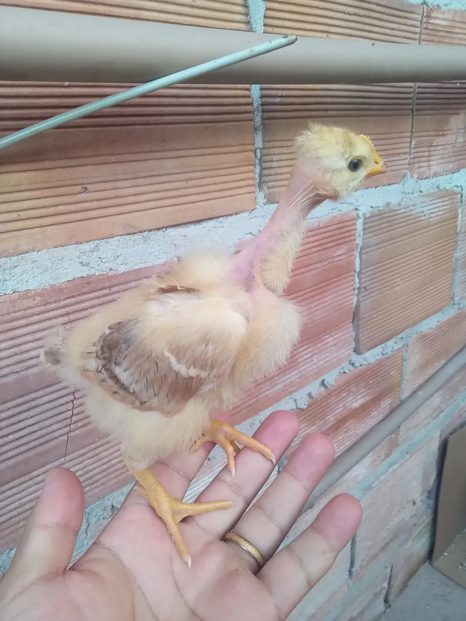 Frango Caipira - Bebê - R$ 10,00