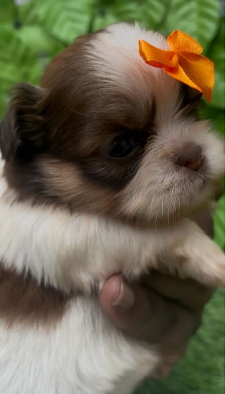 Linda fêmea branca/laranja Shih-tzu