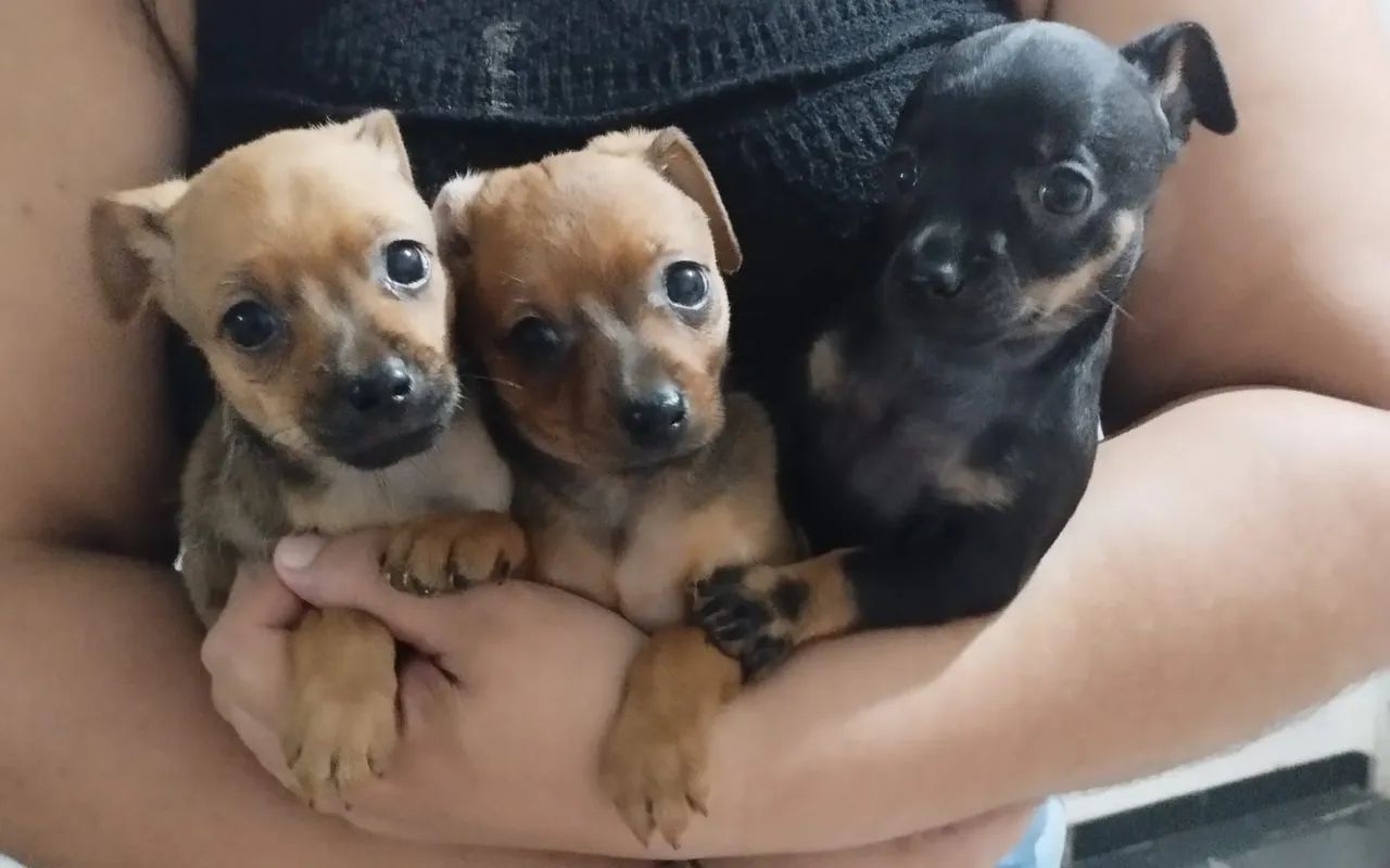 Filhotes de Pinscher - Lindos e Carinhosos! - Foto 2
