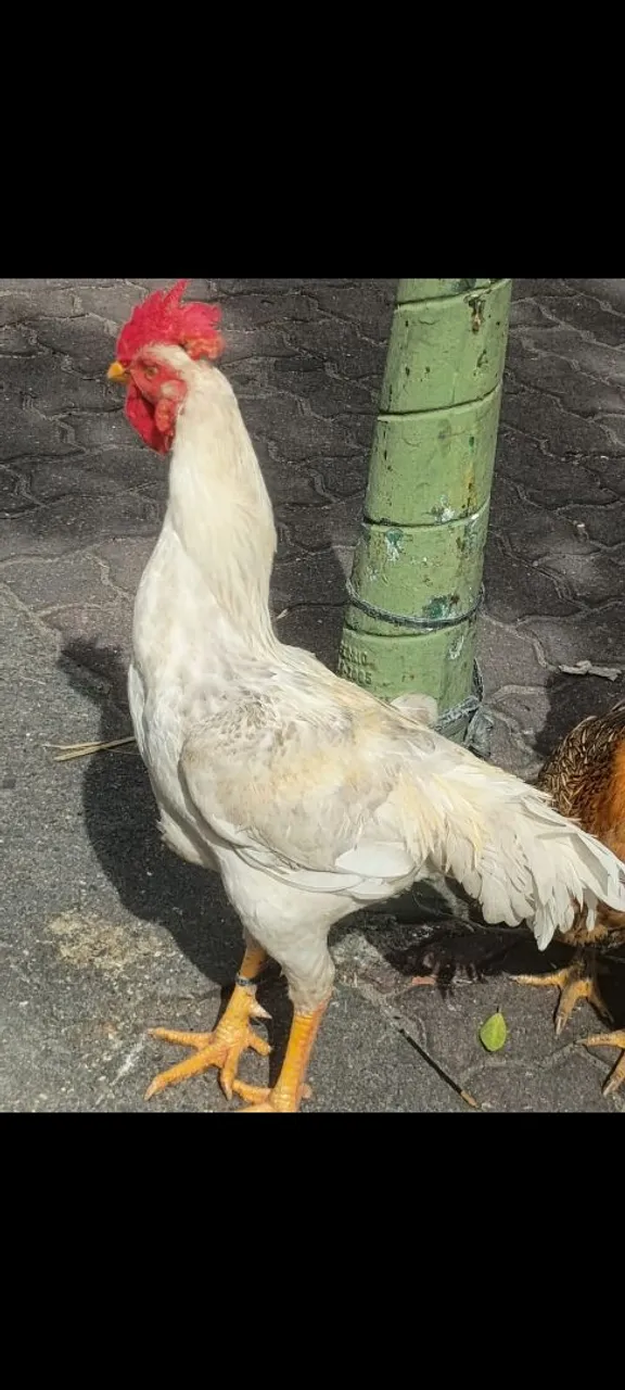 Galo adulto a partir de 100 reais
