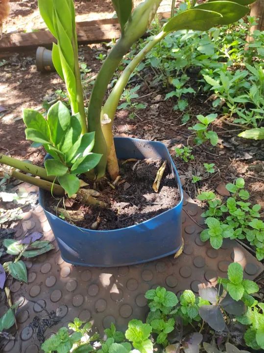 Vende se Planta Zamioculcas Zamiifolia - Para sua casa! - Foto 3