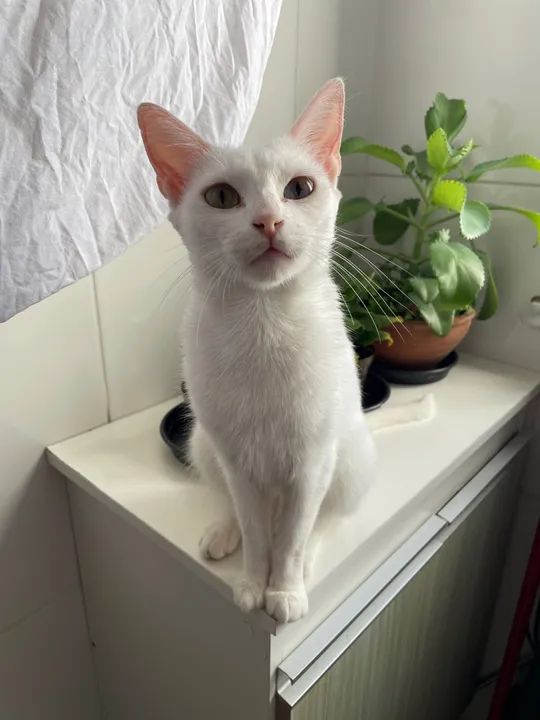 Gata para doação  - Foto 5