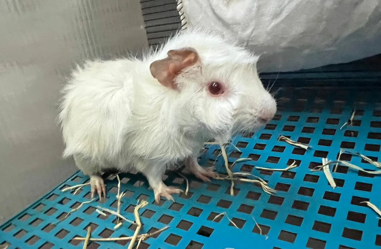 Porquinho da Índia Albino - Peludo e Charmoso! - Foto 3