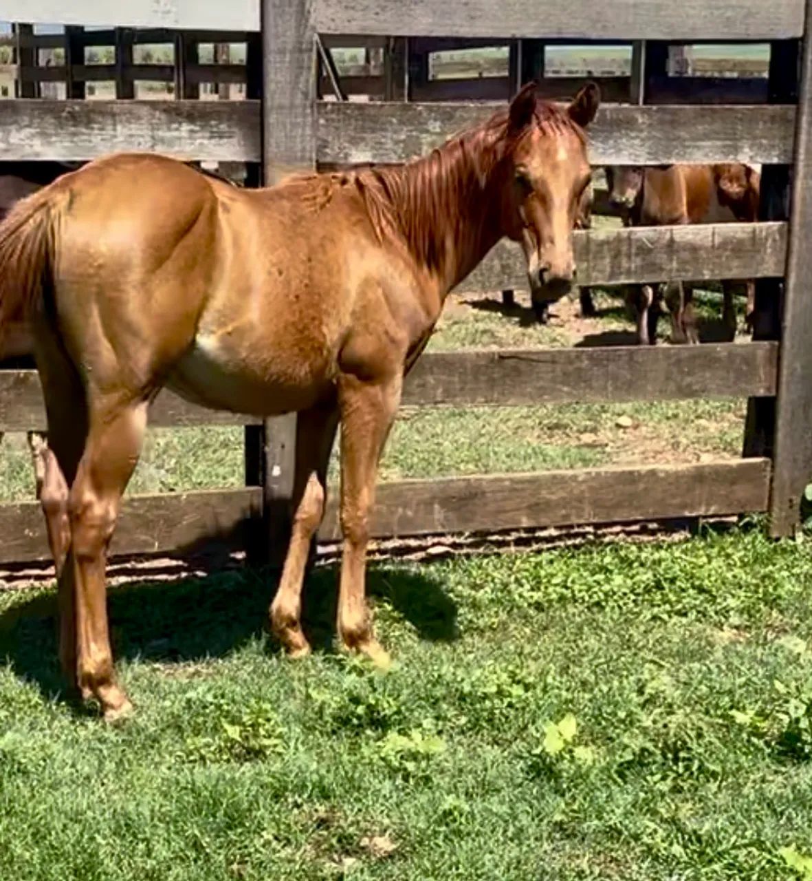 Potra quarto de milha PO com registro 