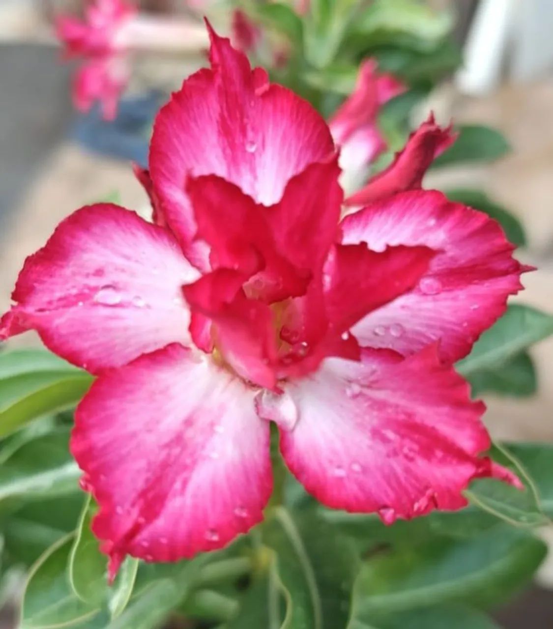 Rosas do deserto  - Foto 3