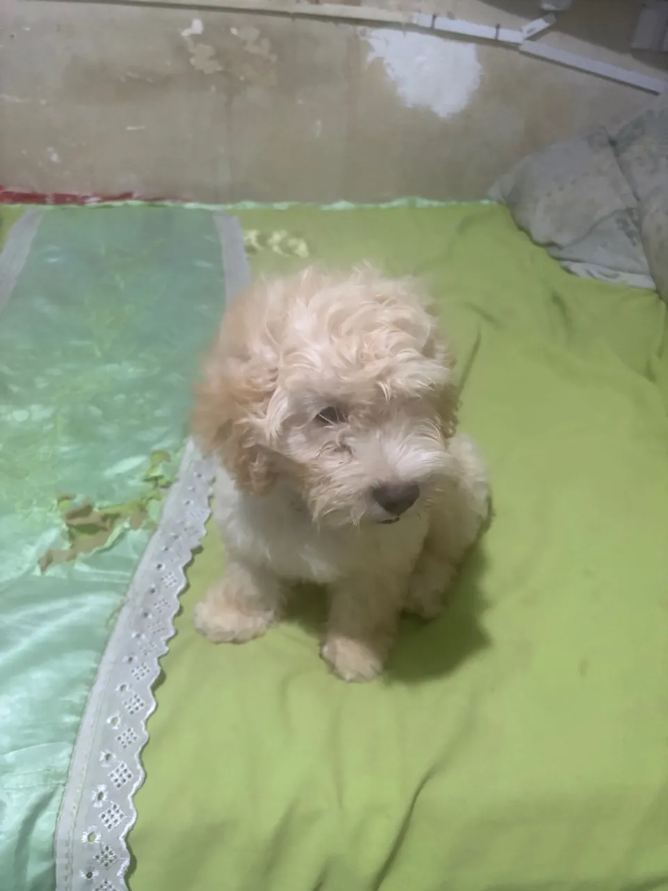 Vendo já vacinado 1 dose e vermifugada