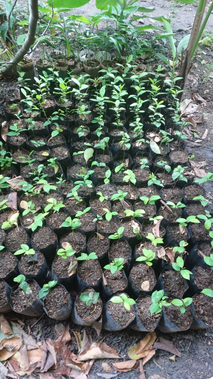 Mudas de plantas