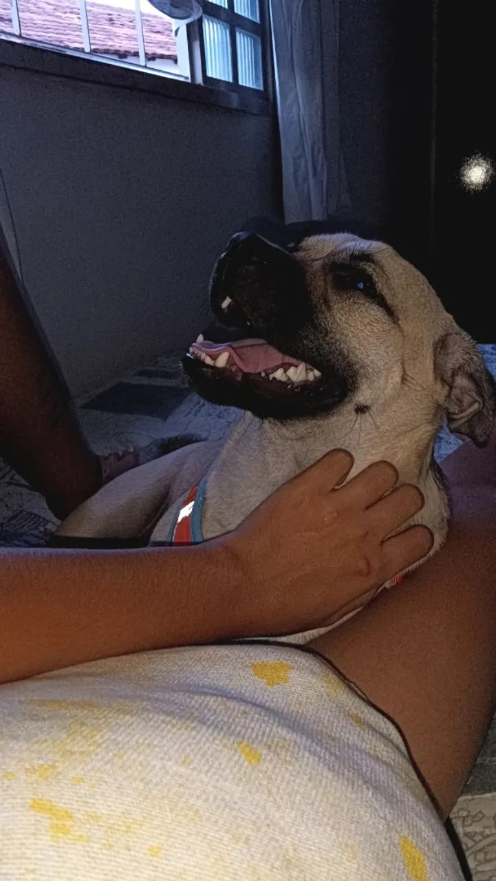 Cãozinho adorável para adoção