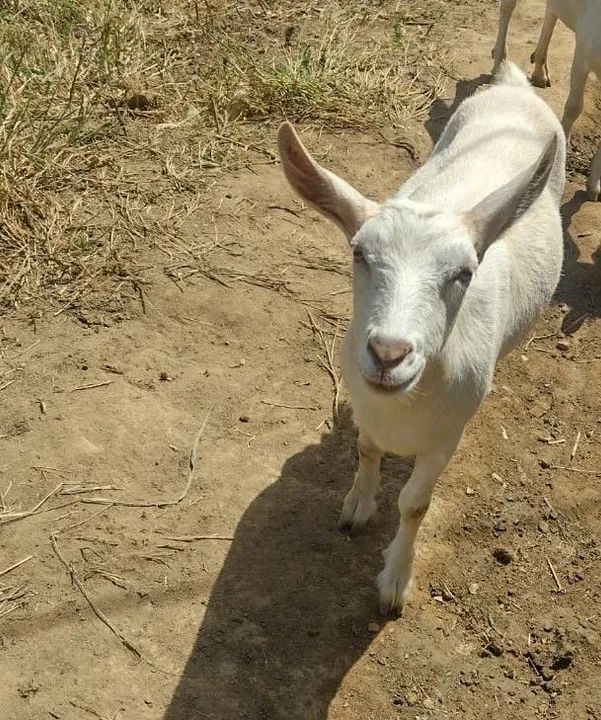 Cabra leiteira raça Saanen prenha  - Foto 2