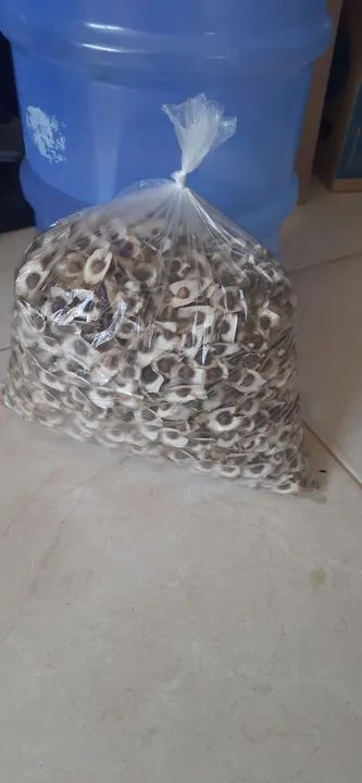 2 mil sementes de moringa - Foto 2