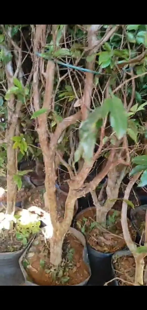 Jabuticabas Hibridas e Sabará - Foto 3