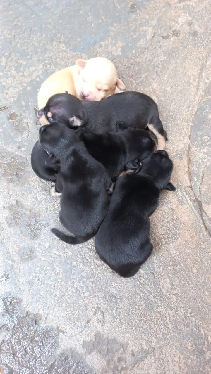 Filhotes de Chihuahua disponíveis para adoção