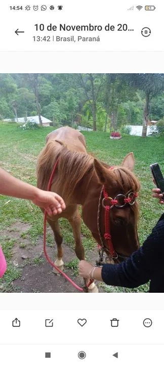 Vendo cela para cavalo de couro só não tem o forro  o resto vai tudo - Foto 3
