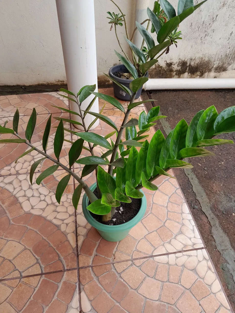 ZZ Plant - Zamioculca zamiifolia