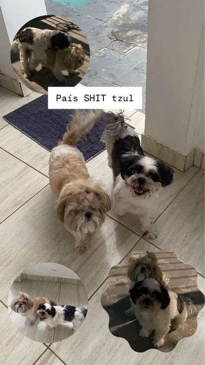 Filhotes Shih Tzu - Lindos e Carinhosos - Foto 6