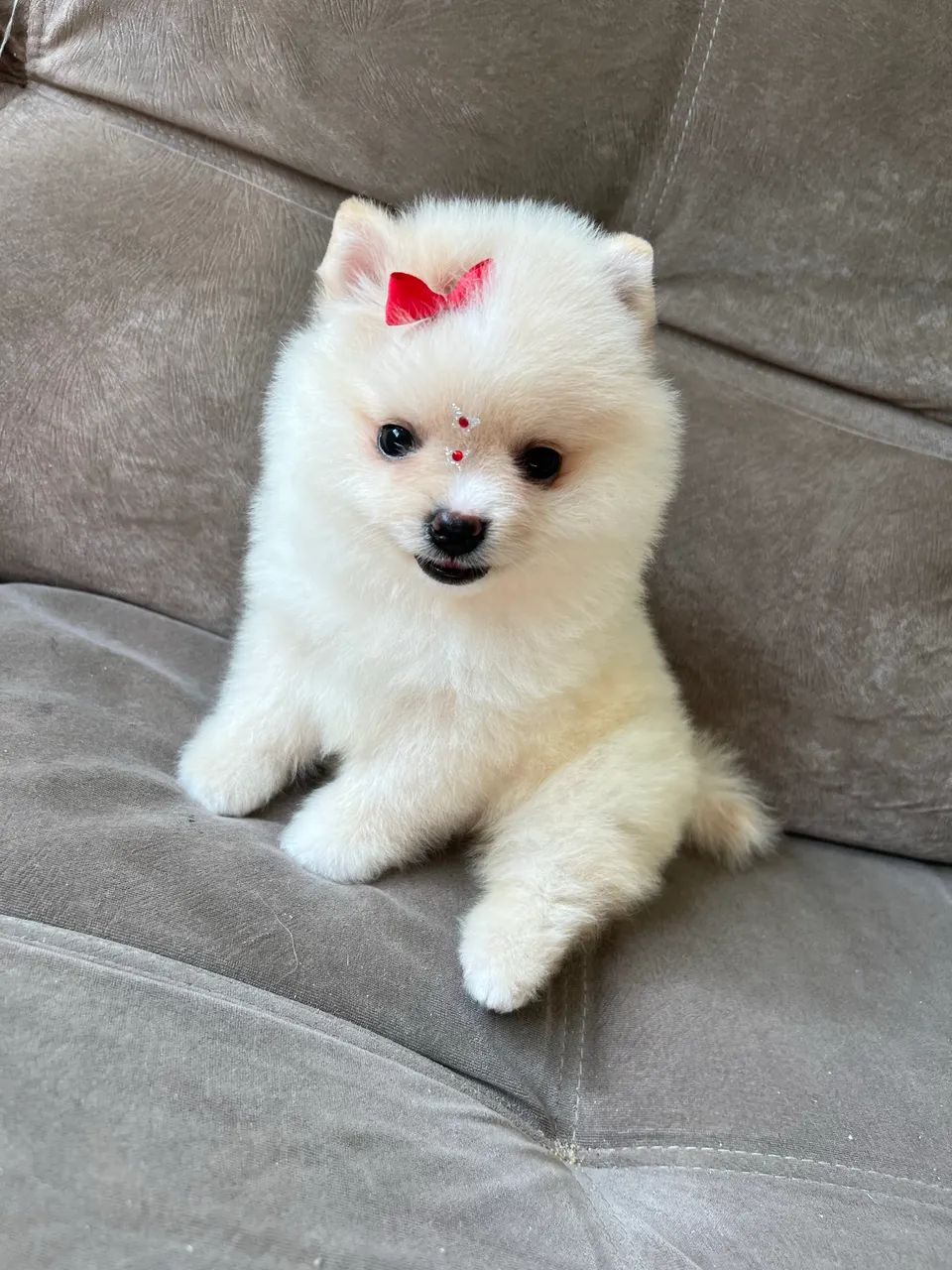 Spitz alemão fêmea - Foto 6