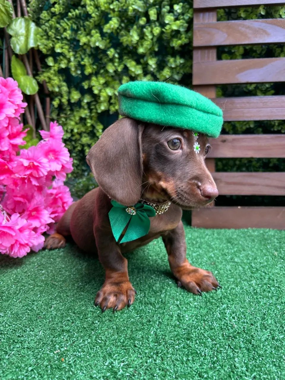 Dachshund Miniatura (chocolate) - Foto 4