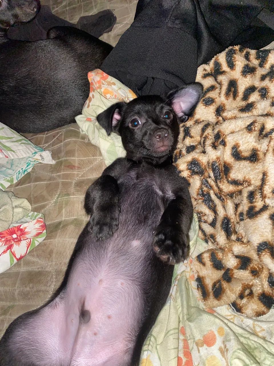 Estou vendendo esse cachorrinho - Foto 2